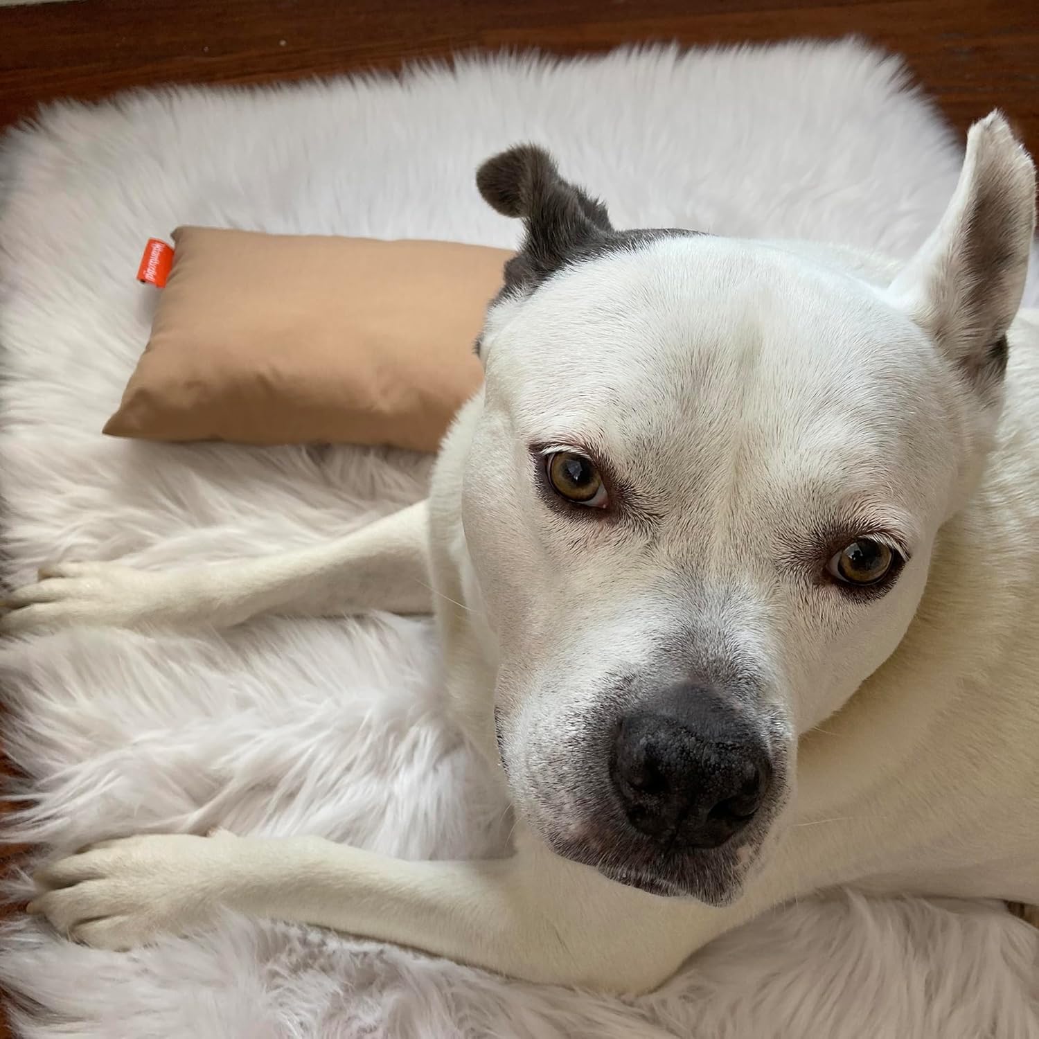 Pipsqueak Microfiber Pillow - Small, Mini, Tiny - 11 x 7 in - Perfect for Travel, Cars, Airplanes