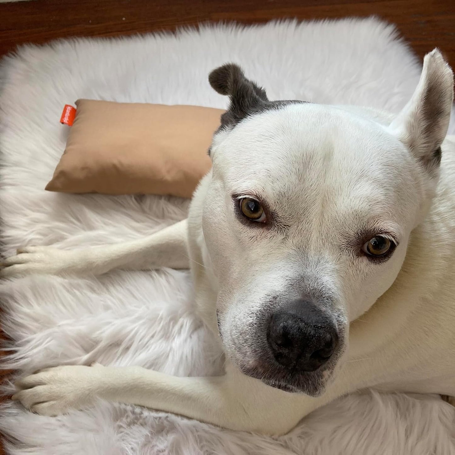 Pipsqueak Microfiber Pillow - Small, Mini, Tiny - 11 x 7 in - Perfect for Travel, Cars, Airplanes