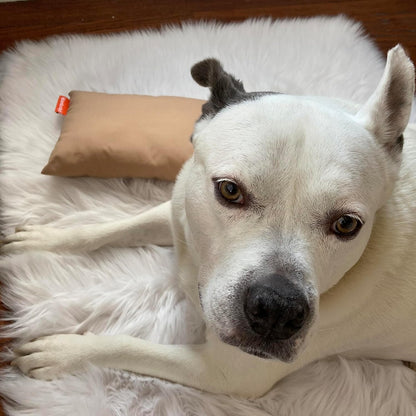 Pipsqueak Microfiber Pillow - Small, Mini, Tiny - 11 x 7 in - Perfect for Travel, Cars, Airplanes