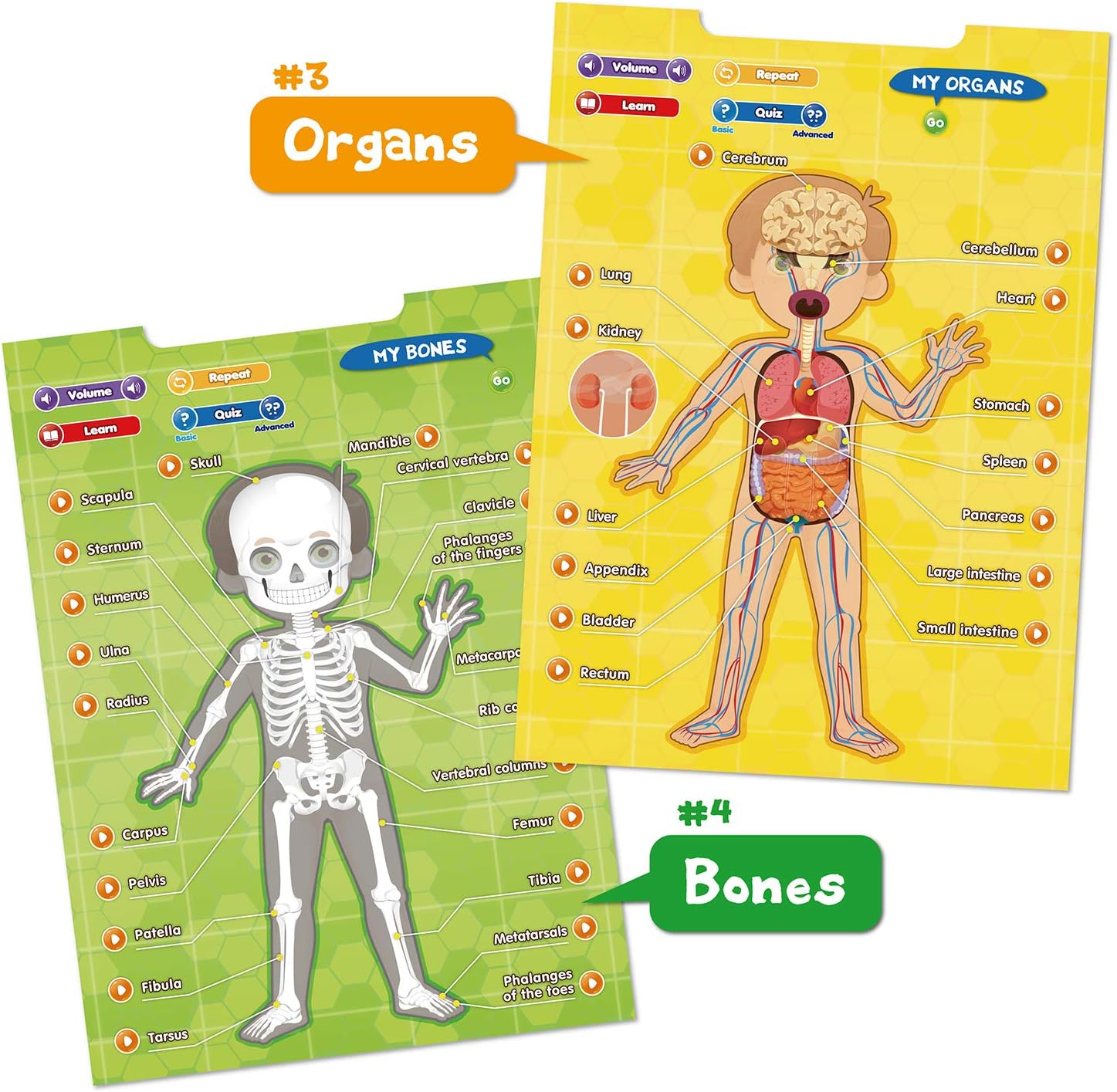 BEST LEARNING i-Poster My Body - Interactive Educational Human Anatomy Talking Game Toy | Learn