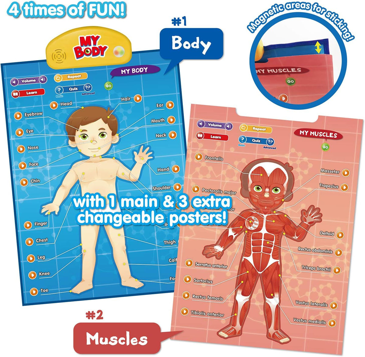 BEST LEARNING i-Poster My Body - Interactive Educational Human Anatomy Talking Game Toy | Learn
